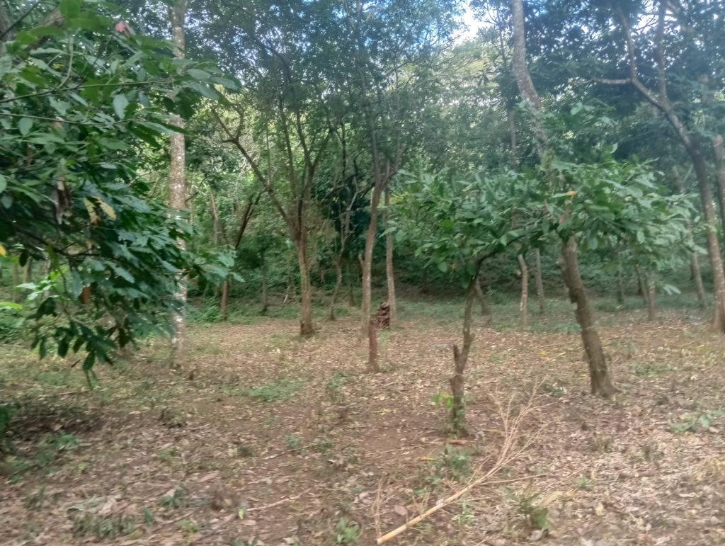 Finca en Nicaragua – Masaya Niquinohomo