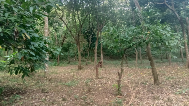 Finca en Nicaragua – Masaya Niquinohomo